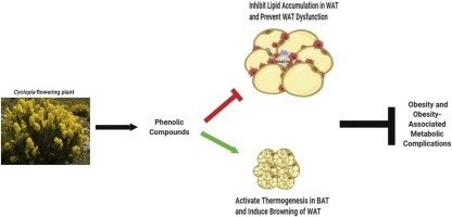 https://www.sciencedirect.com/science/article/pii/S0753332219330562