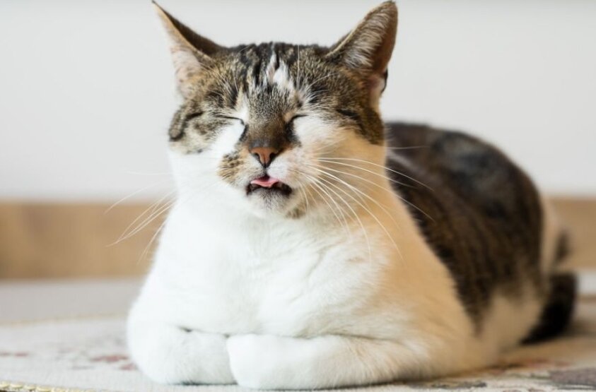 фото: Shutterstock