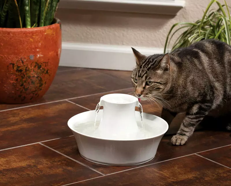 Каждый хозяин животного должен обеспечивать ему постоянный доступ к пресной воде. Однако кошки разборчивы и отказываются не только есть, но и пить воду из своей миски.