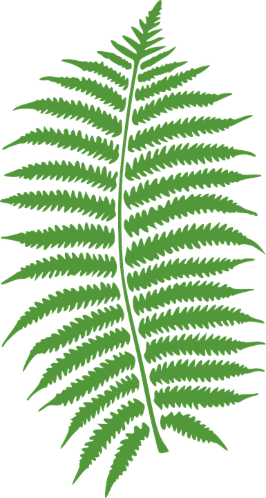 https://pixabay.com/vectors/bracken-fern-plant-leaf-leaves-297080/