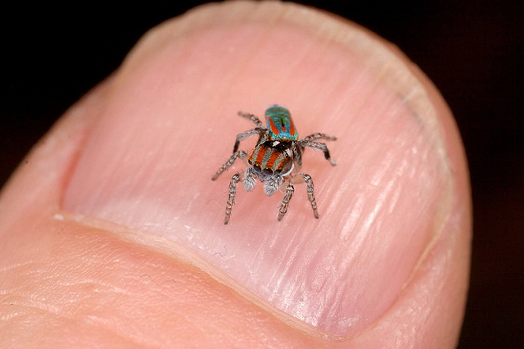 Увидеть маленького паучка. Паук-Павлин (Maratus volans). Маратус Воланс. Patu Digua паук. Скакунчик Тарантул.