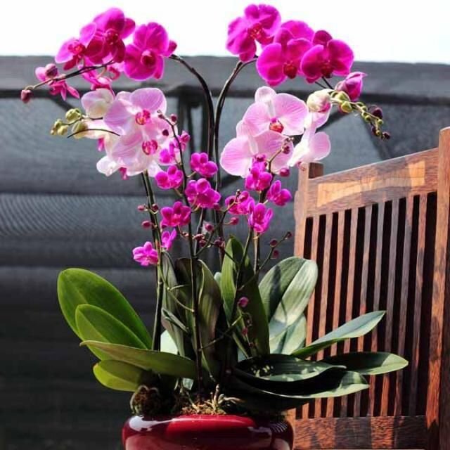 Витаминный коктейль для Орхидей. Выращивайте изумительное красивое растение без всяких проблем