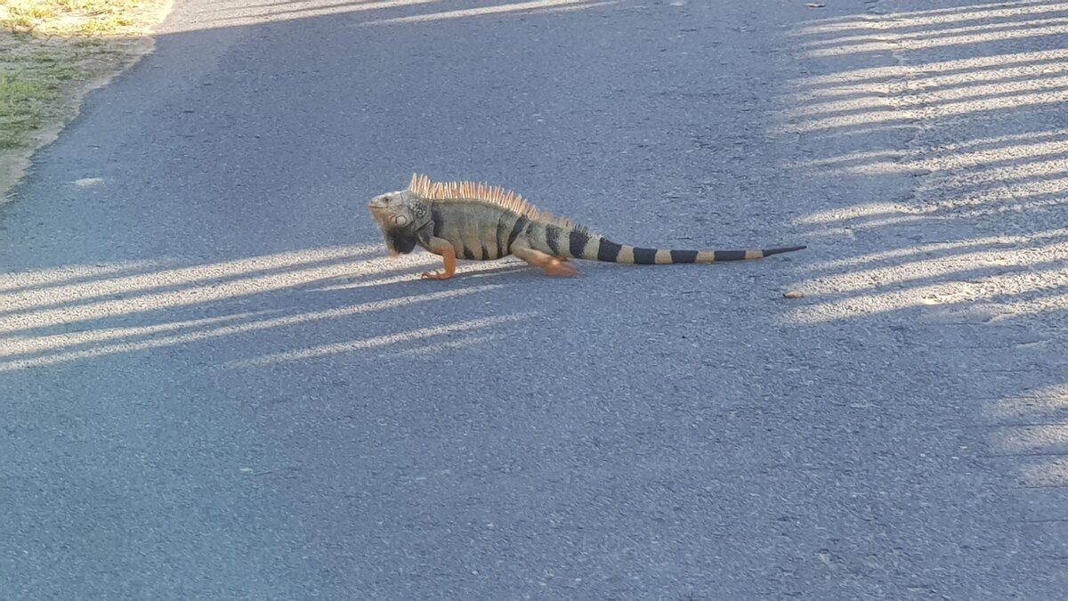 На дорогах очень много игуан