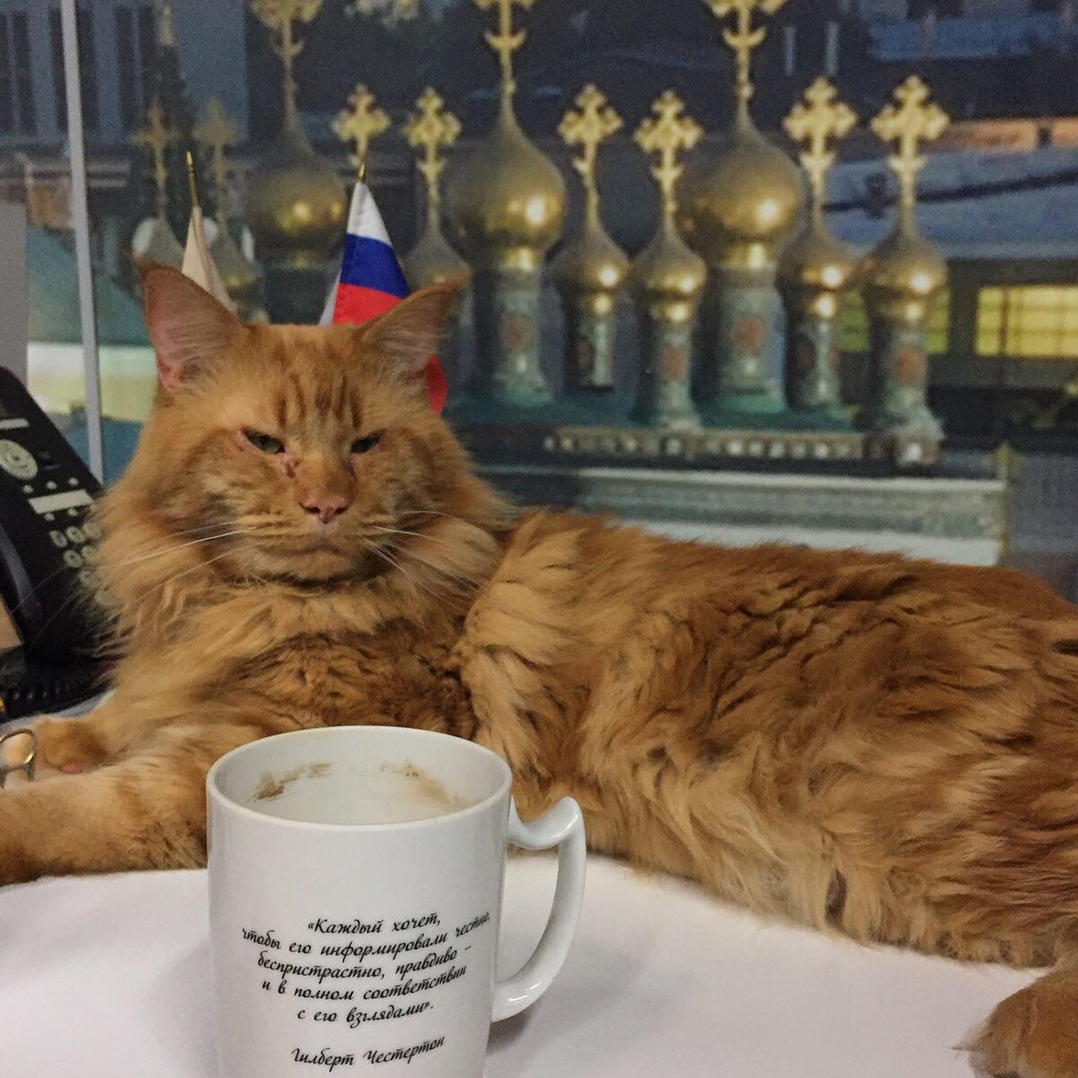 Кот Герман Грех не позволит жуликам обманывать безнаказанно. 