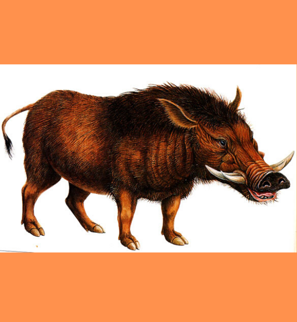 Метридиохерус -  https://yandex.ru/images/search?text=%D0%9C%D0%B5%D1%82%D1%80%D0%B8%D0%B4%D0%B8%D0%BE%D1%85%D0%B5%D1%80%D1%83%D1%81&from=tabbar&pos=4&img_url=http%3A%2F%2Fbiggame.iza-yoi.net%2Fothermam%2FMetridiochoerus.jpg&rpt=simage