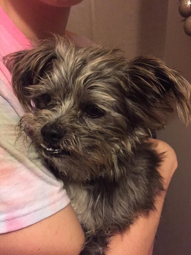 Фотографии TheDodo