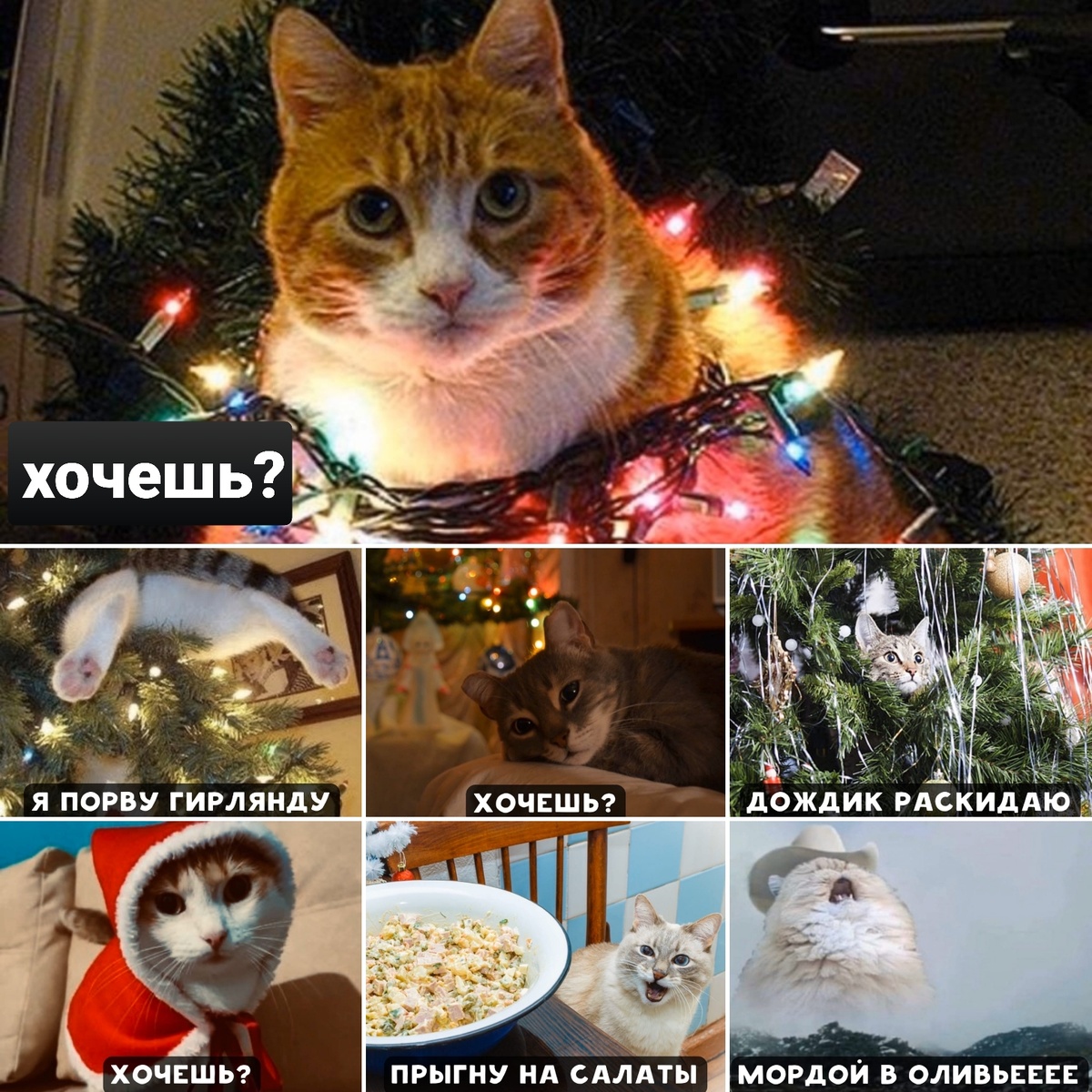 Коллаж создан автором канала. Новогодние коты.