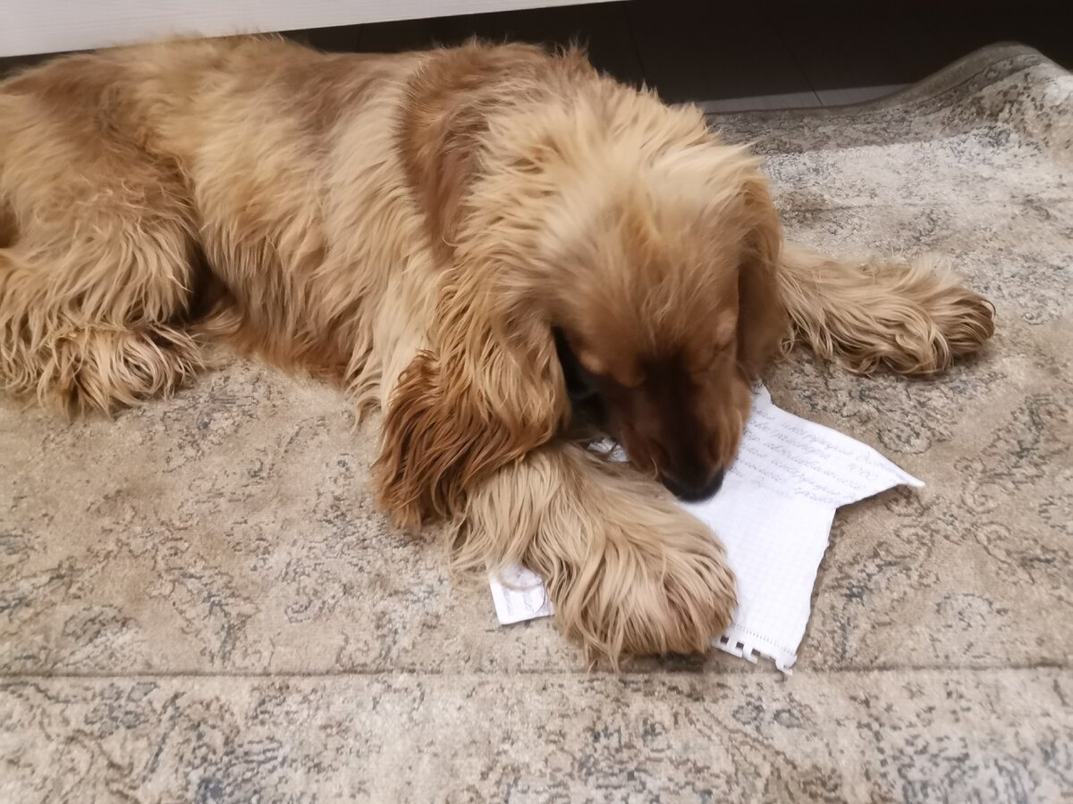 Бумага ему явно понравилась по вкусу! Теперь квитанции, купюры, другие бумажки на столе не оставляем