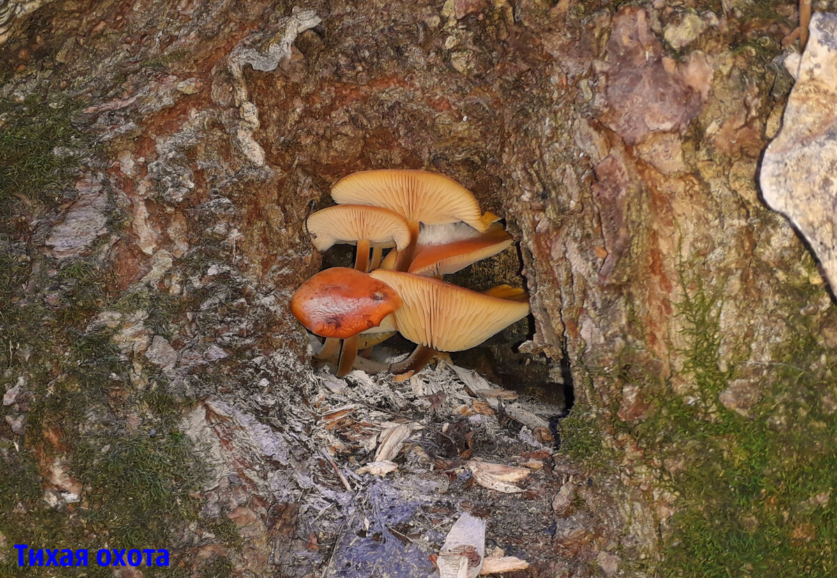 Flammulina velutipes