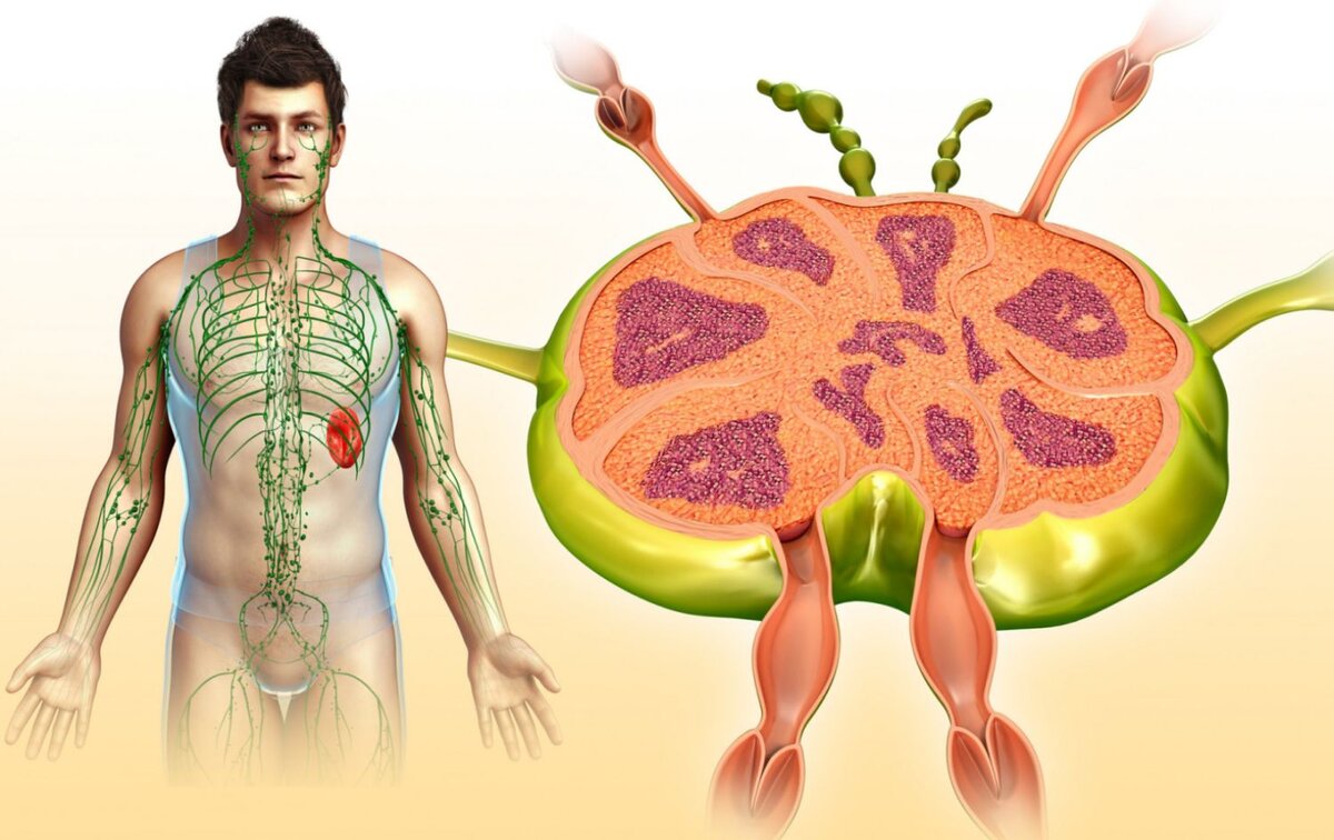 Почему воспаляются лимфоузлы и в чём опасность? | Evolutis Clinic | Дзен