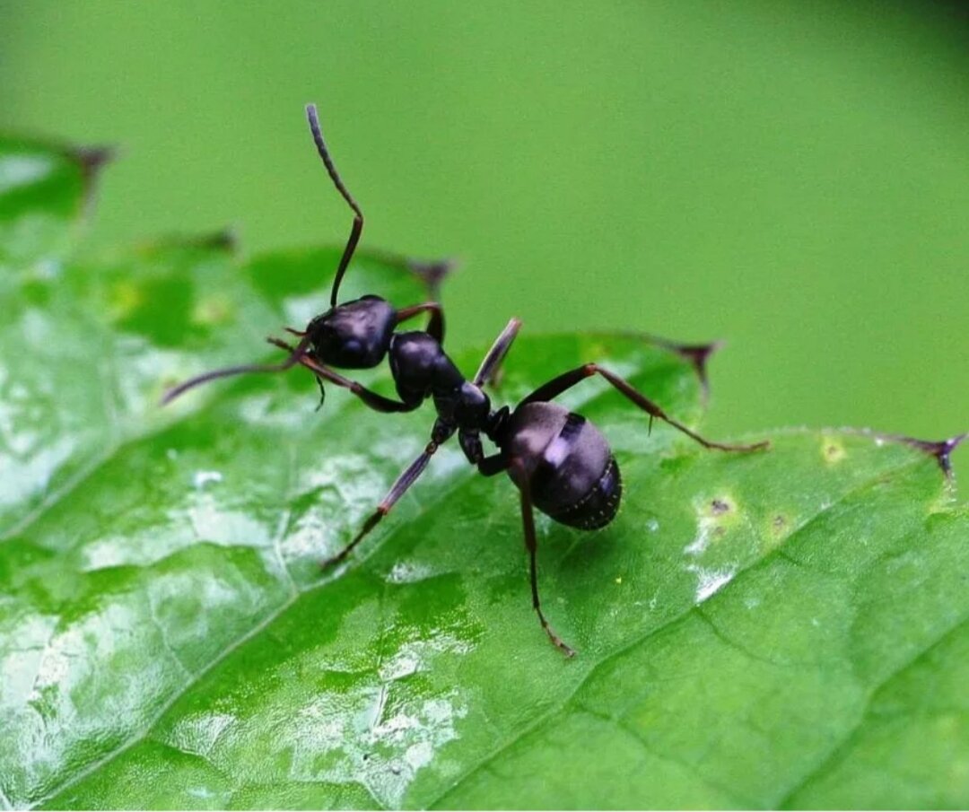 Яндекс картинки.