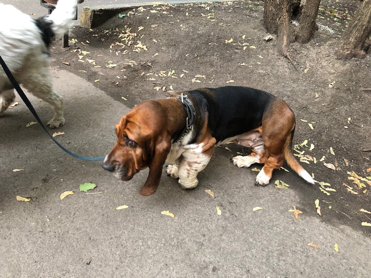 Несчастная девочка Глаша и больная лапа. Фото автора. 