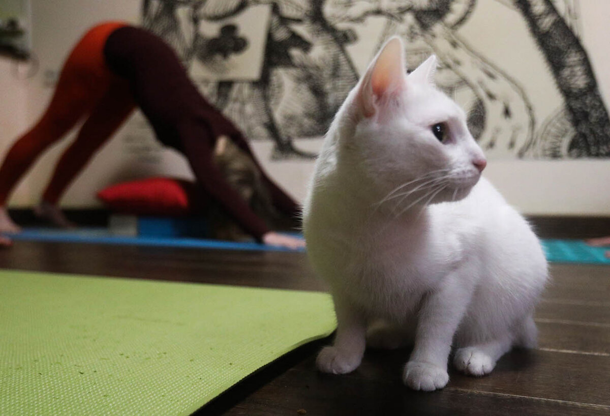 Коты и правда лучшие помощники? Андрей Никеричев.