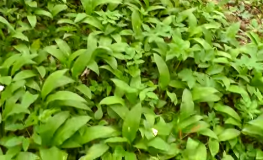 Вот такая у меня черемша, фото из интернета