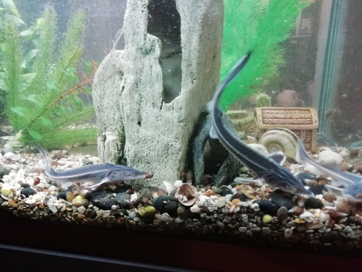 Эксперимент в домашнем аквариуме