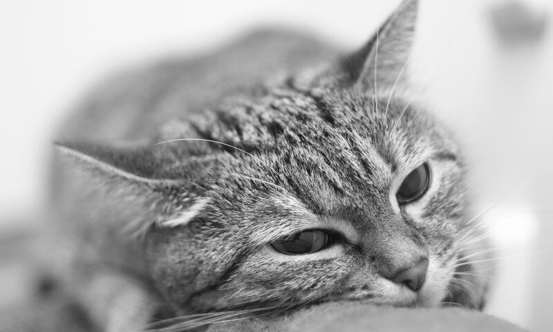 котик залог успеха