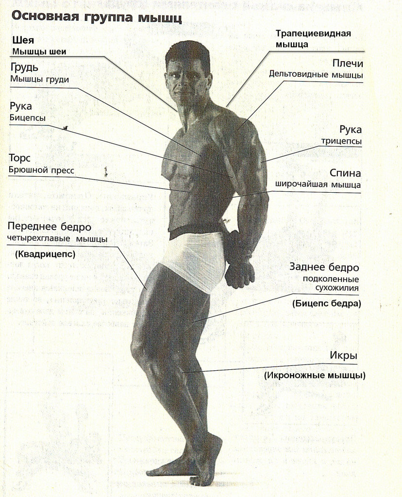 Основный группы мышц. Группы мышц. Группы мышц человека. Основных групп мышц. Название основных групп мышц.