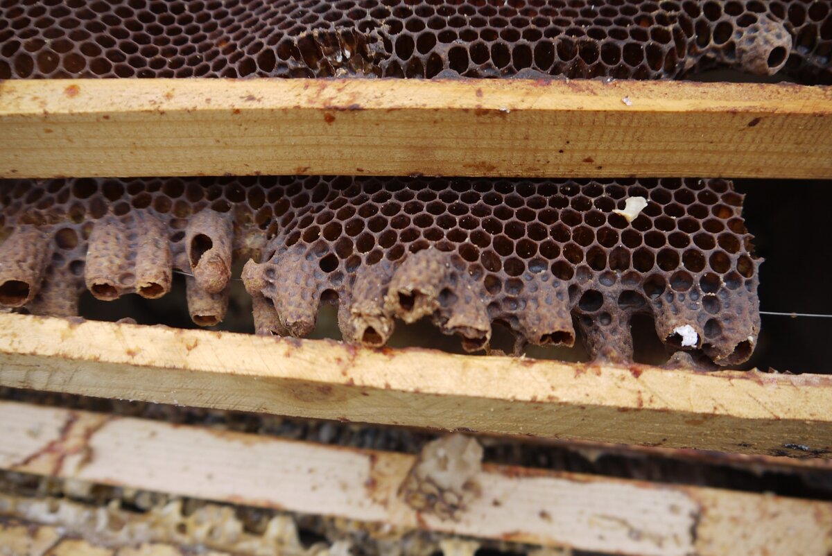 роевые маточники