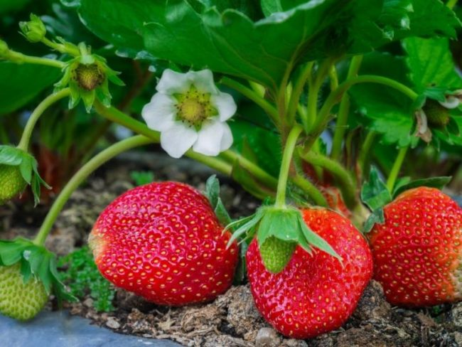 Размножение садовой земляники: как создать маточник🍓