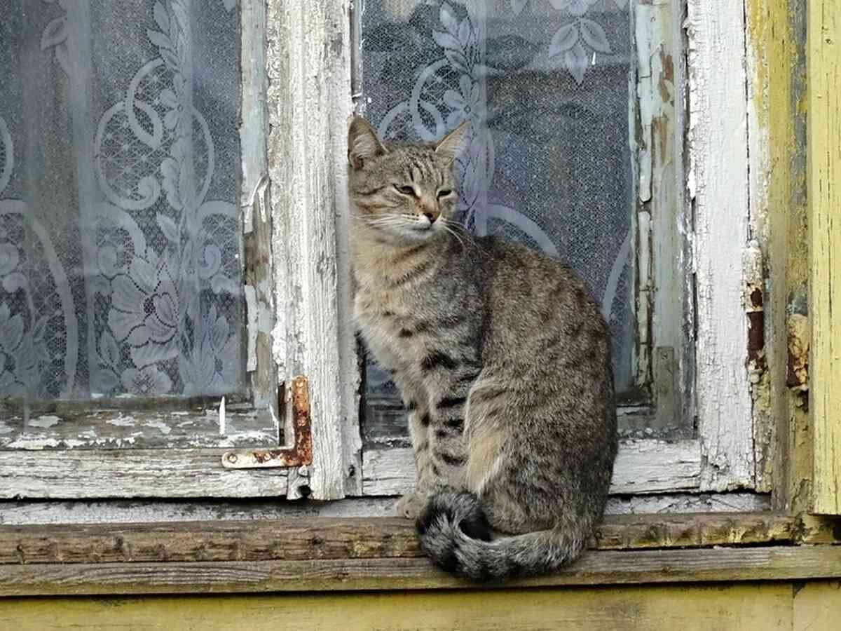 Котенок села. Кошка на окне. Кошки на окошке. Кошечка на окно. Сидит кошка на окошке.