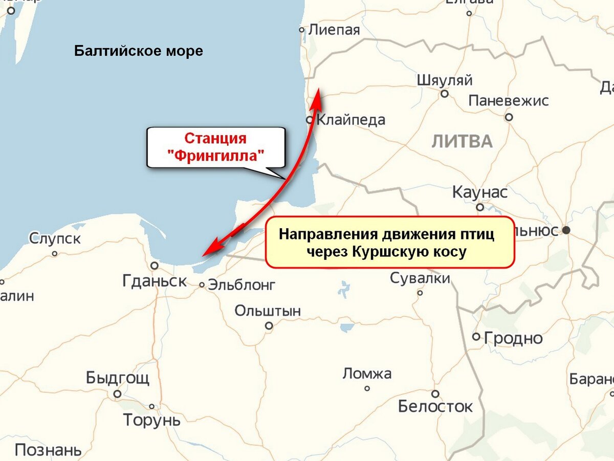 Первая в мире станция кольцевания птиц. Смотрим рыбачинские ловушки. Выдаём  птичий паспорт | Я ЛЮБЛЮ ЭТОТ ГОРОД | Дзен