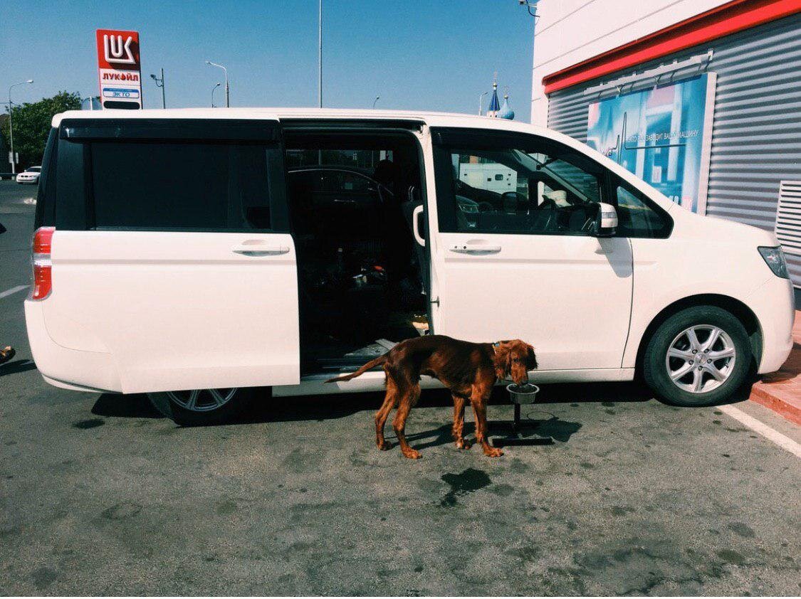 Завтрак щенка на заправке.. Автор фото Седова Анастсия