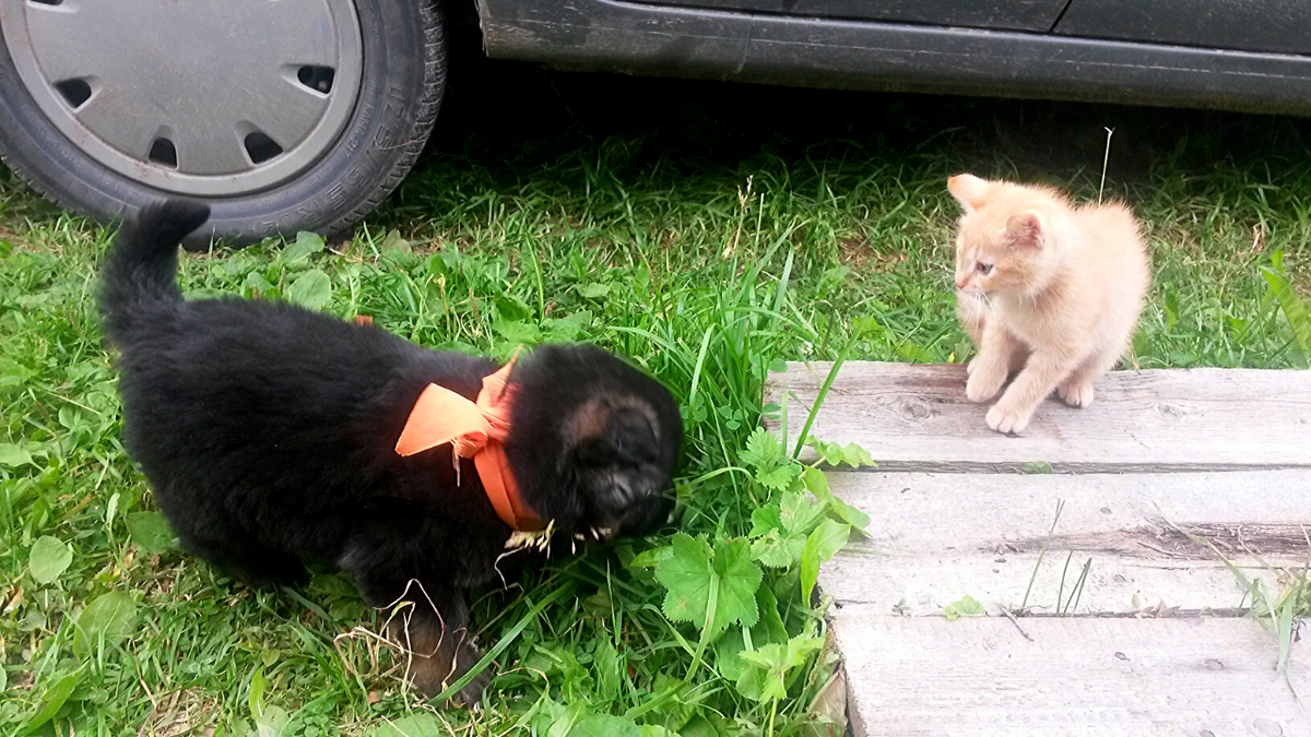 Два месяца моей жизни в деревне, а уже пополнение в семье