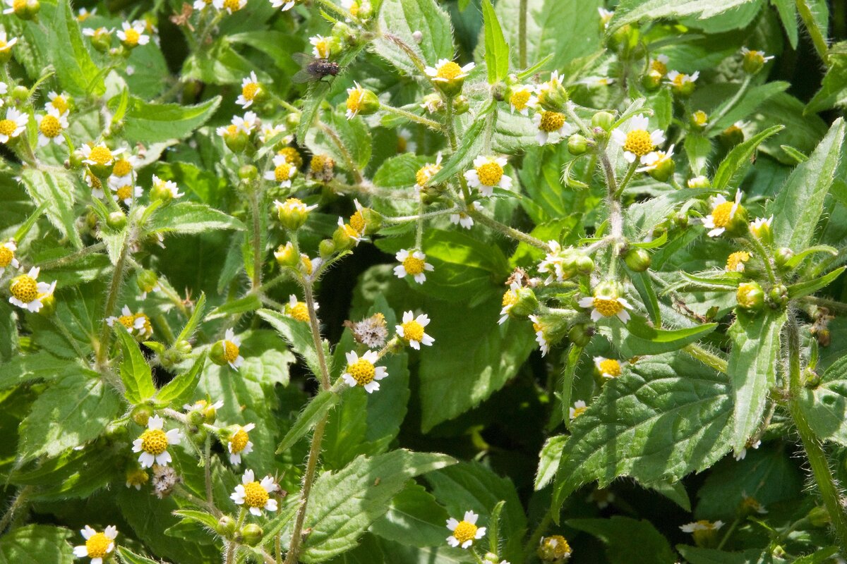 Вот этот пушок на стеблях - воздушные корни