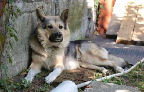 Бездомный Волчок
Бездомный Волчок