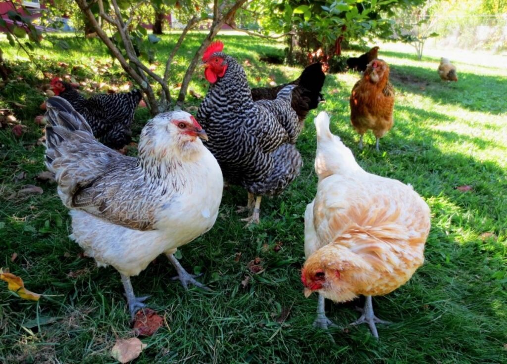 Фотография взята из свободного источника в интернете 