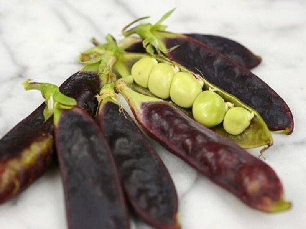 Горох Синяя Вишня