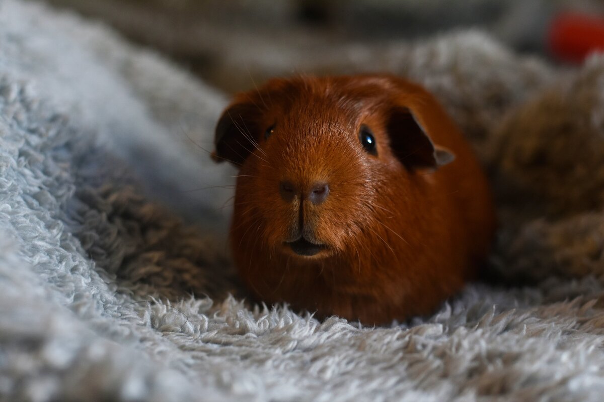 Морская свинка порода Крестед