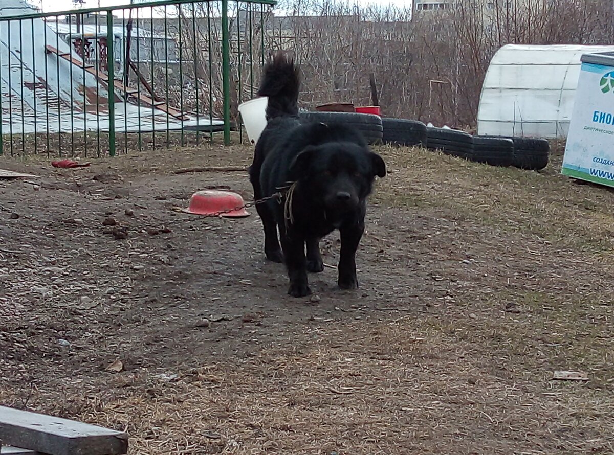 Просто песель