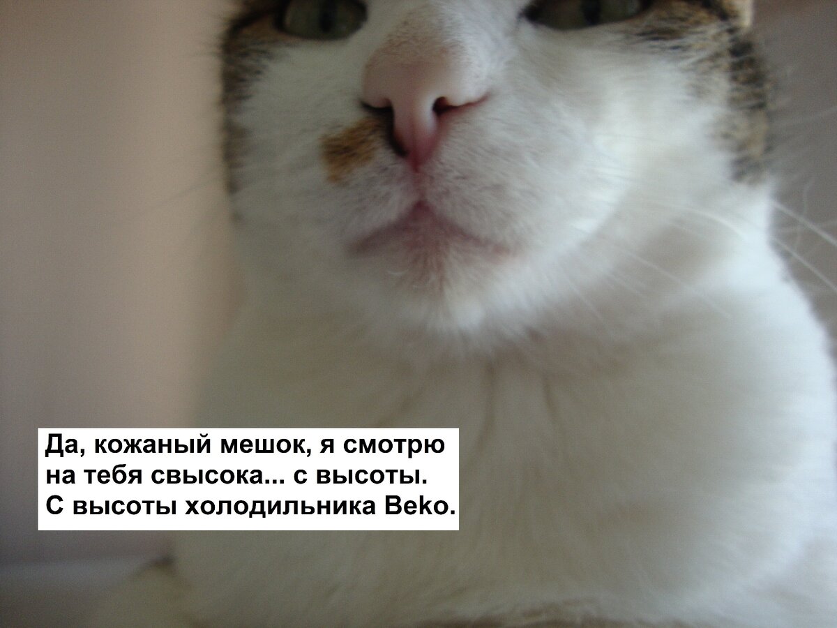 На самом деле Вася ласковый кошак, просто во время фотосессии он был чутка под кайфом от препарата "ВетСп...", а не, это уже реклама. 