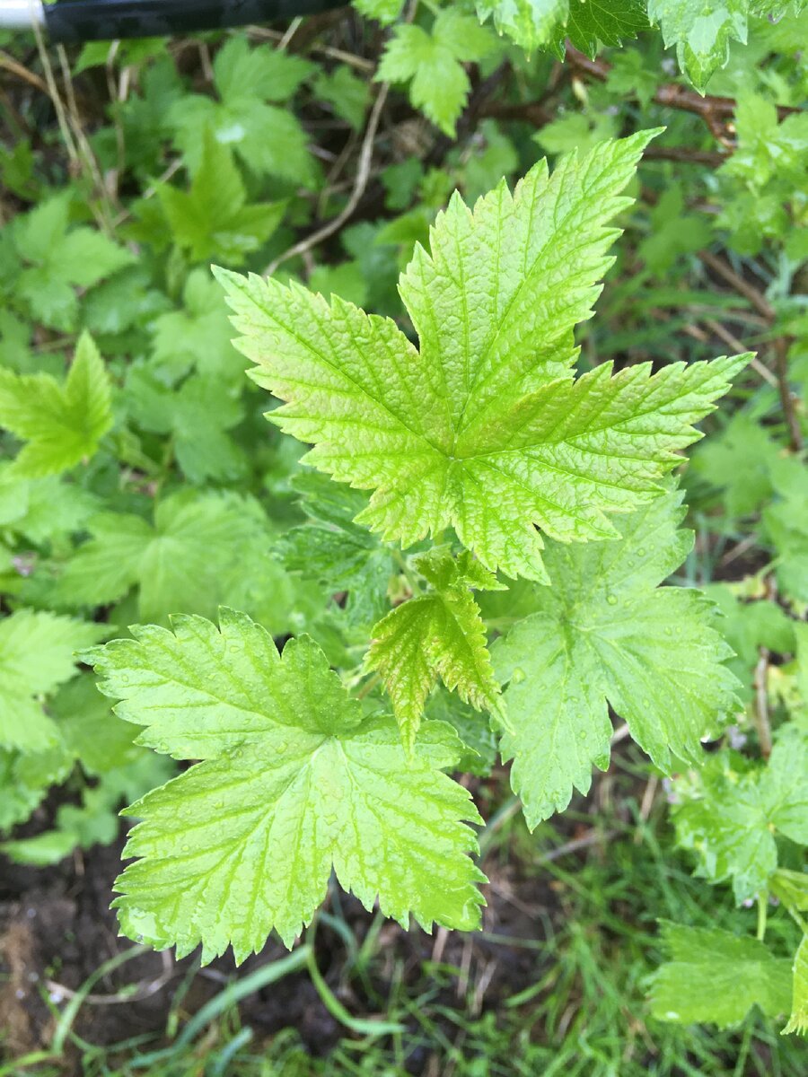 Листья смородины