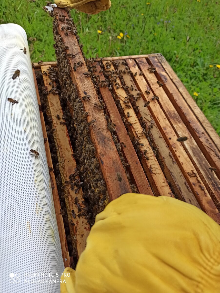 Улей на 16 рамок практически полон пчёл, что нам понравилось