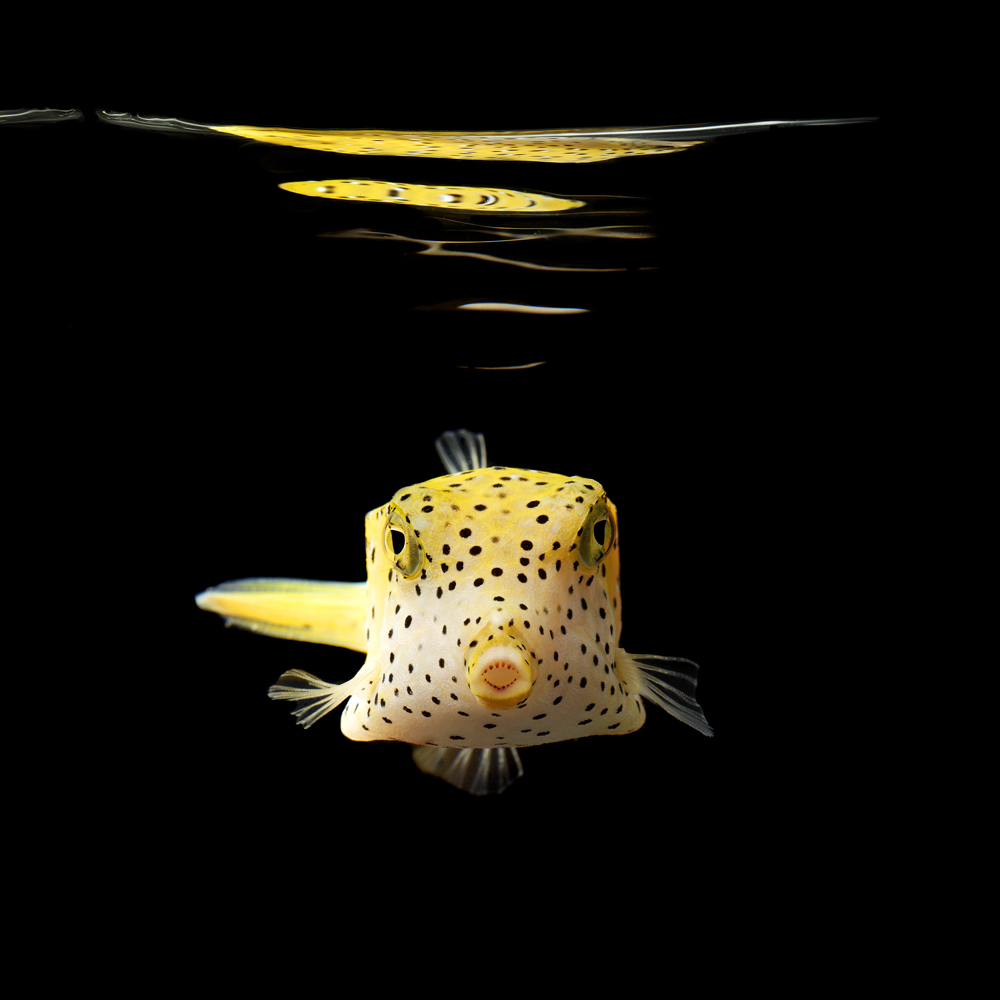 Mark light. Boxfish. Spiny Boxfish. Yellow Boxfish.
