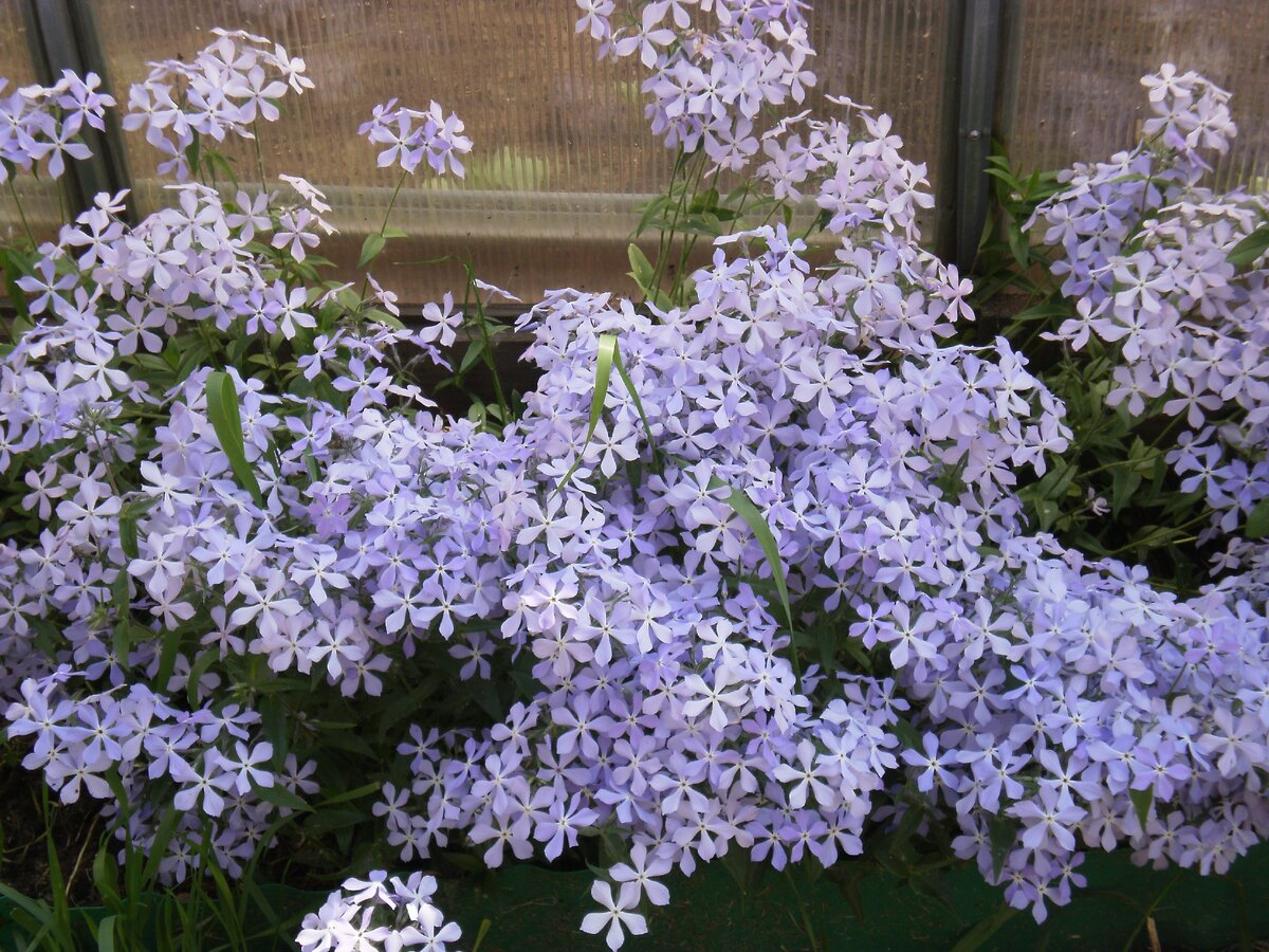 Кусочек неба.