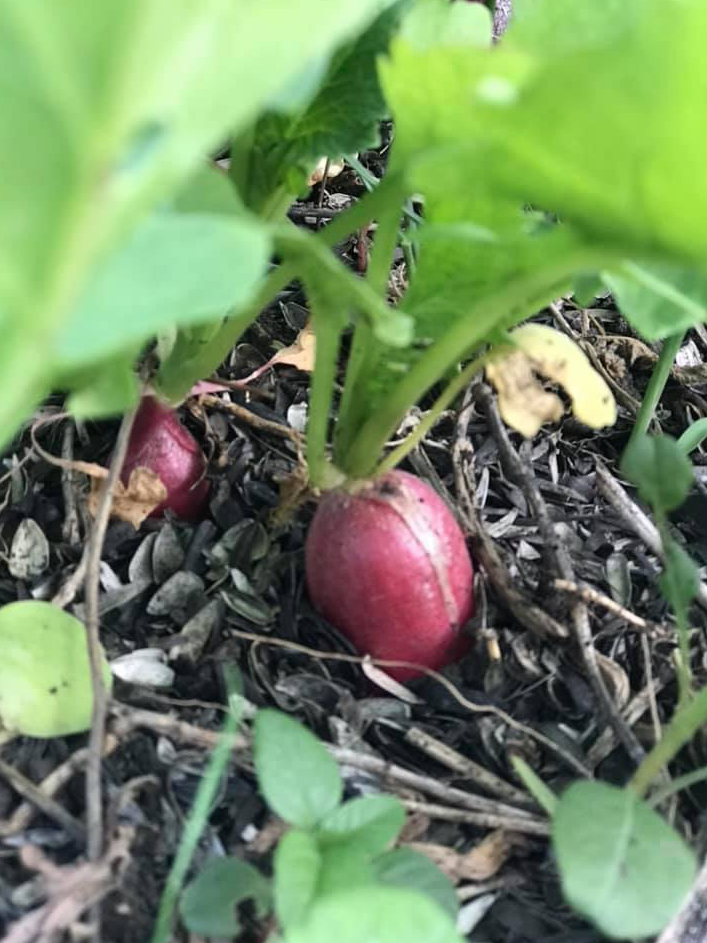 Вот так редис и рос в лузге. 