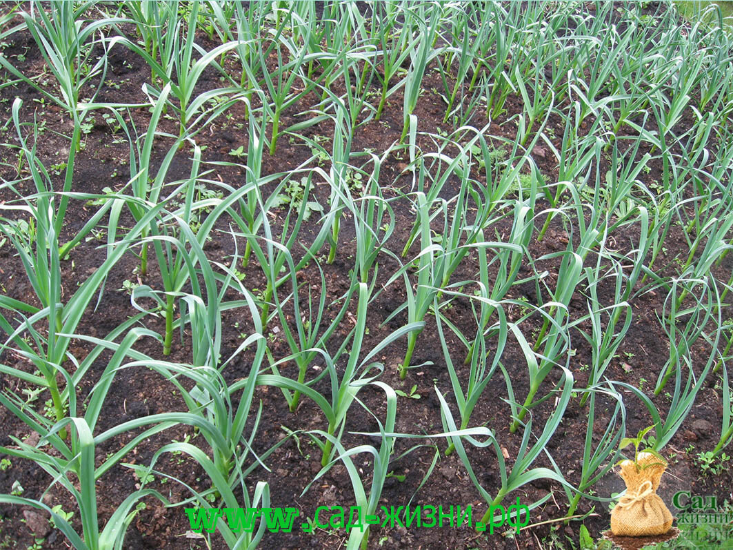 Большой чеснок на "Взрослой" грядке