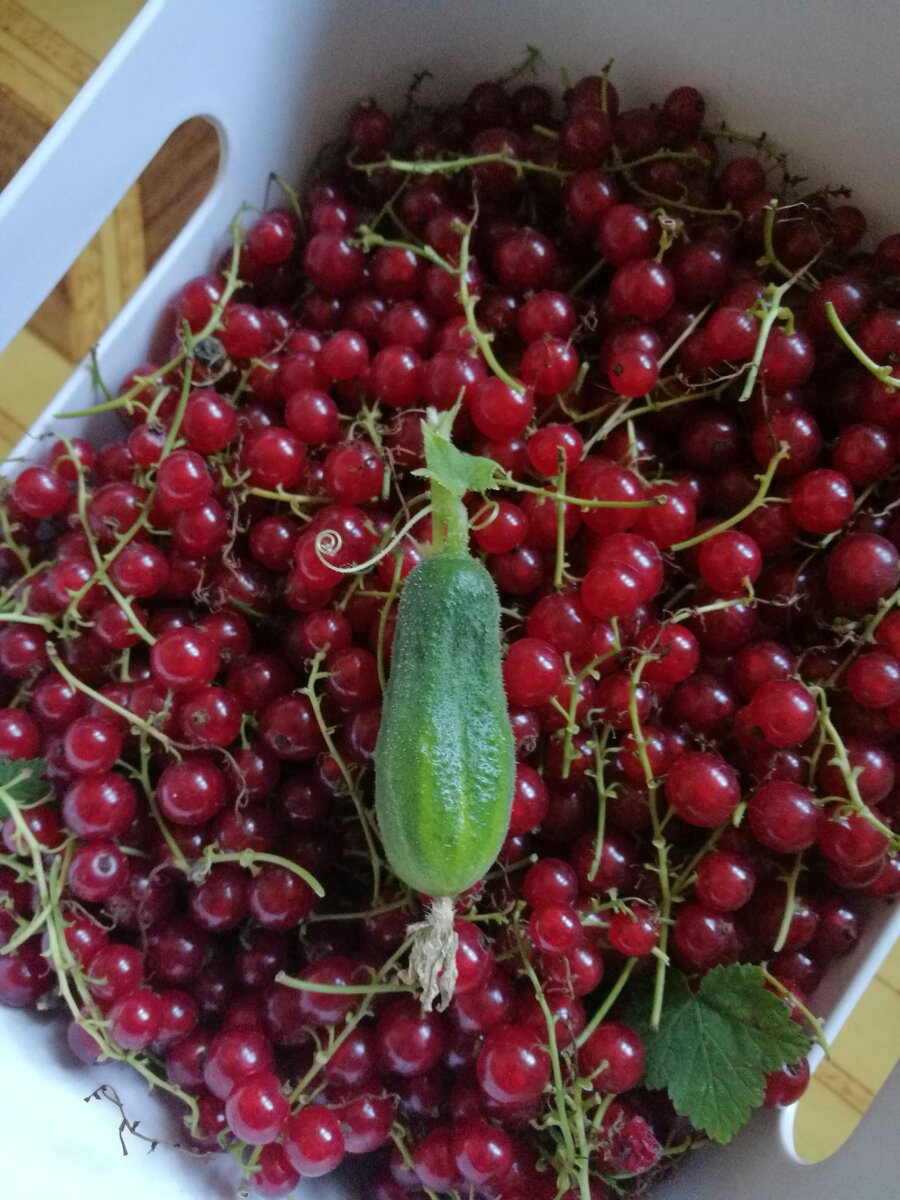 Огурец случайно затесался, не кладите его в варенье 🤣