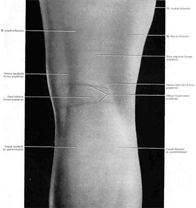 Забавно, но эта часть тела даже не имеет определенного научного термина, не то что уж термина для фобии. 
