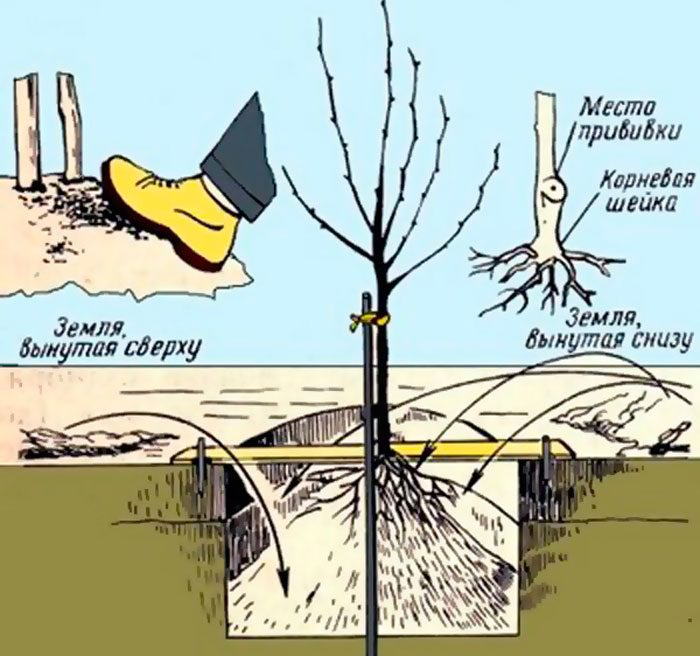 Яблоня как сажать. Посадка яблони весной саженцами. Схема посадки саженцев яблони. Посадка яблони весной саженцами в открытый грунт. Корневая шейка у плодовых деревьев.