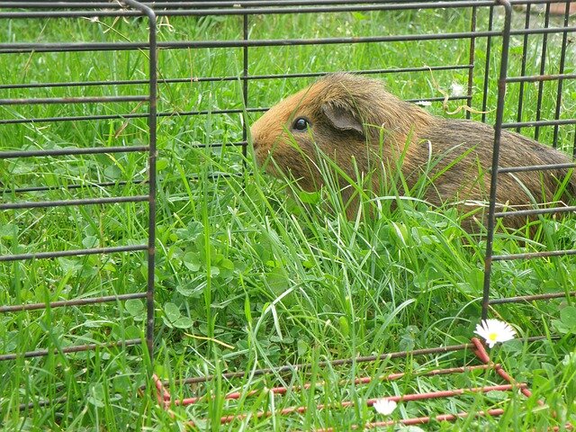 Фото Markéta Machová с сайта Pixabay 