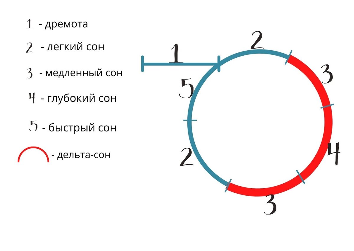 Цикл сна сколько