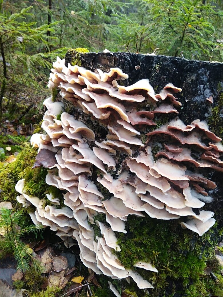 Природа  вот такой вот дизайнер. 