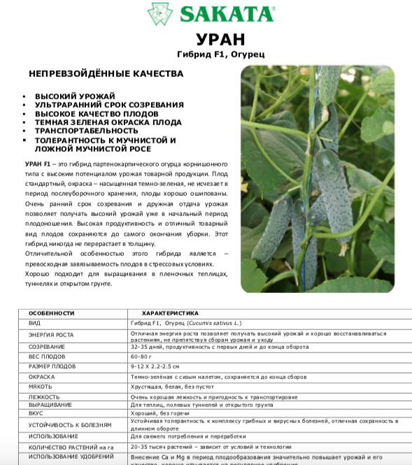 Огурцы уран отзывы фото описание Сорта и описание Огурцов для засолки Искусство садоводства Дзен