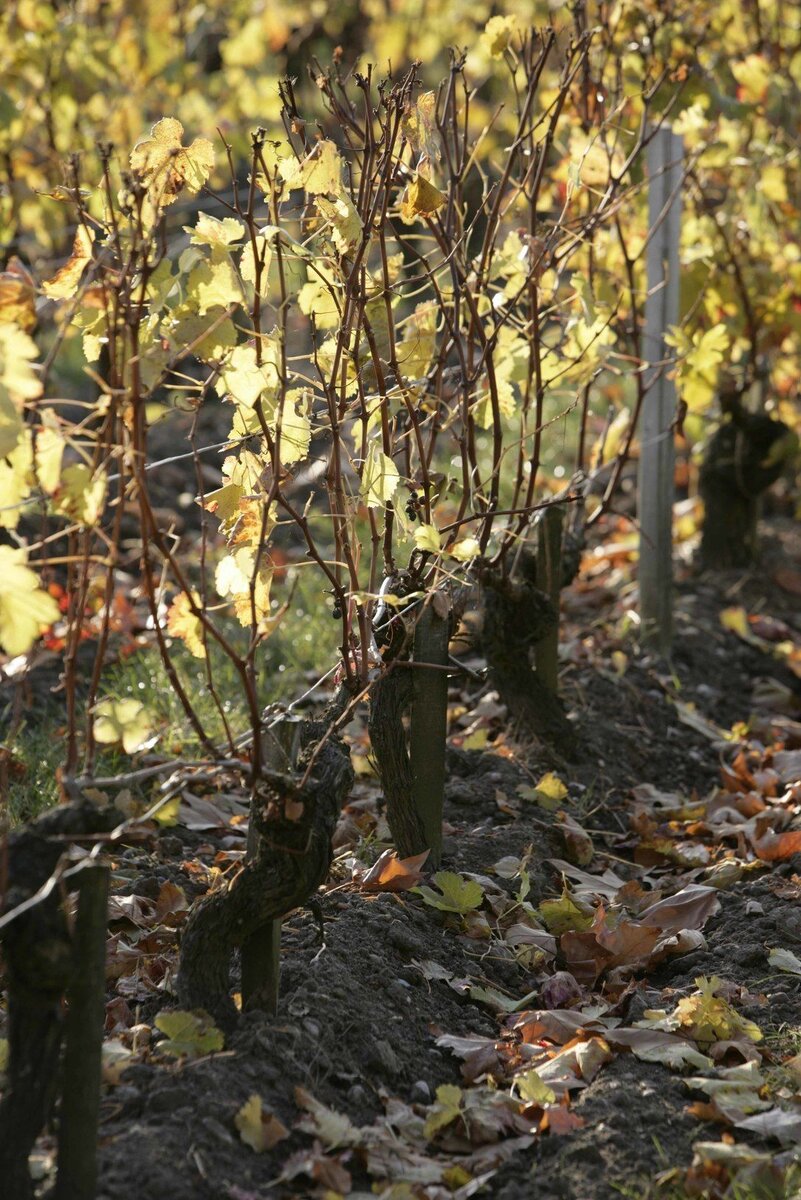 © Андрей Ковалев