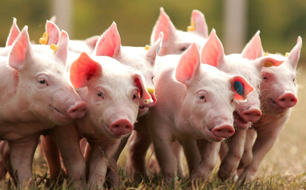 Почему частное свиноводство не выгодно?