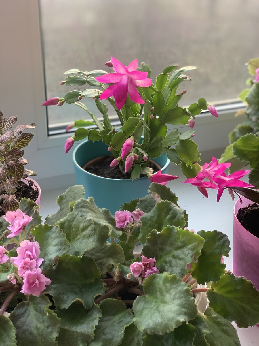 Здоровые цветы - залог хорошего настроения 